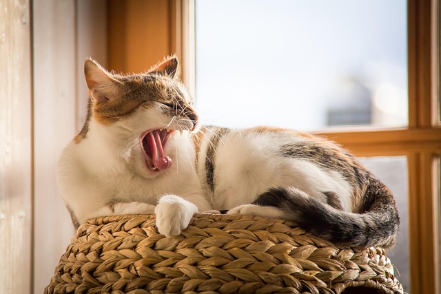 Canadian pet owner reading blog tips about cat care and dog routines indoors